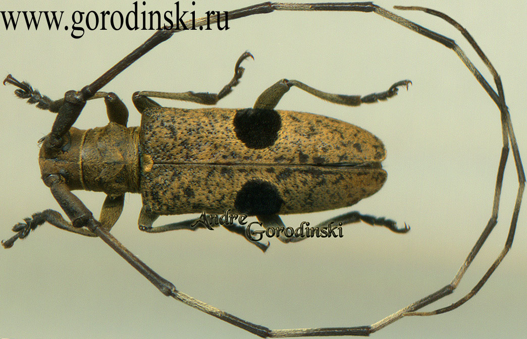 http://www.gorodinski.ru/cerambyx/Monochamus bimaculatus.jpg
